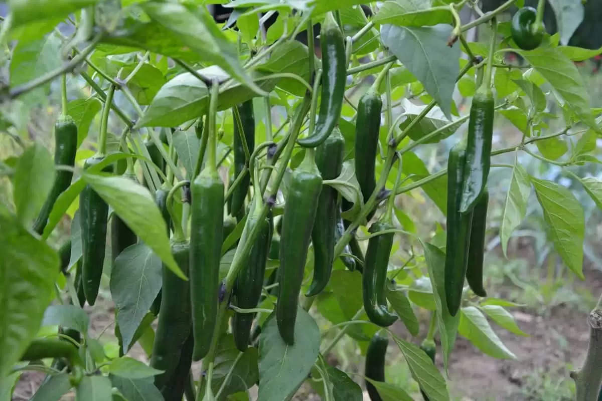 Main precautions while planting chillies: मिर्च की रोपाई करते समय रखें ये सावधानियां, पैदावार होगी बम्पर