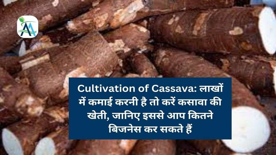 Cultivation of Cassava: लाखों में कमाई करनी है तो करें कसावा की खेती, जानिए इससे आप कितने बिजनेस कर सकते हैं