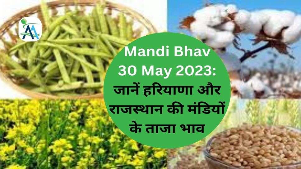 Mandi Bhav 30 May 2023: जानें हरियाणा और राजस्थान की मंडियों के ताजा भाव