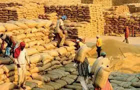 Paddy Mandi Bhav 08 March 2024: धान की अलग-अलग किस्मों के जानें आज के ताजा भाव