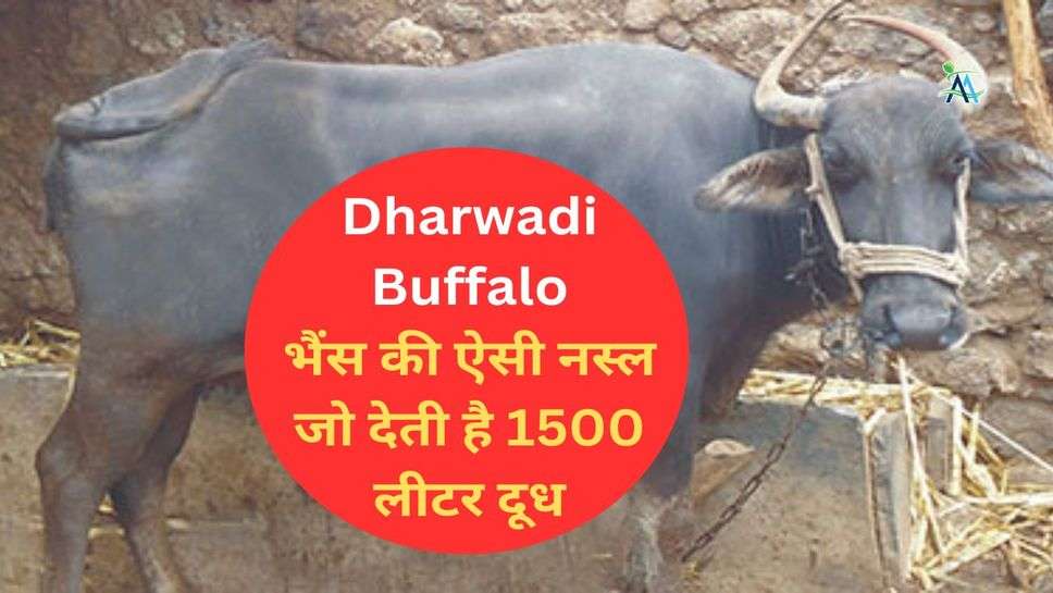 Dharwadi Buffalo: भैंस की ऐसी नस्ल जो देती है 1500 लीटर दूध