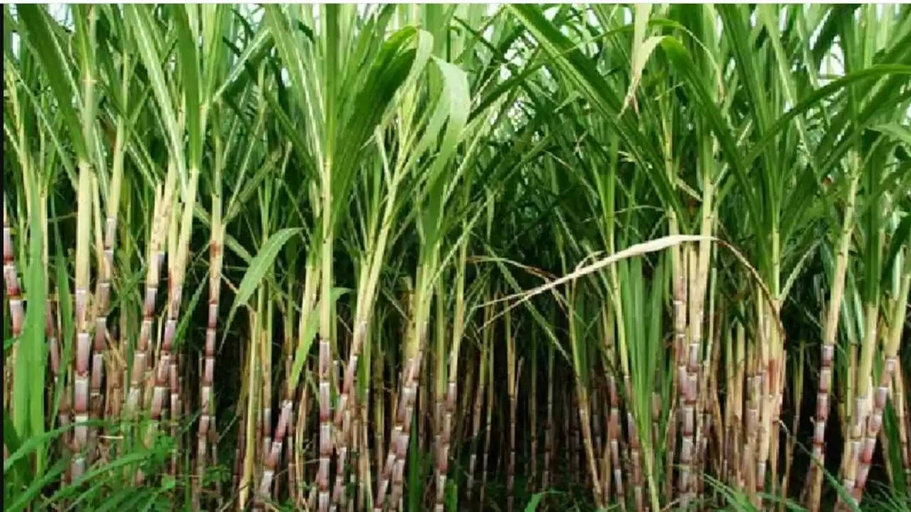 New variety of sugarcane: अधिक फुटाव वाली गन्ने की नई किस्म, जानें स्टिक पहचान और विशेषताएं