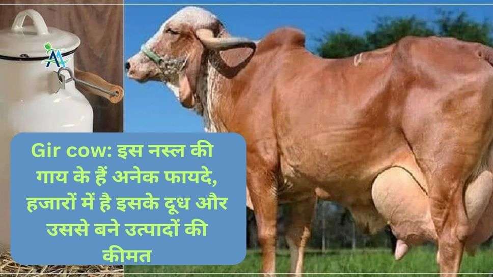 Gir cow: इस गिर नस्ल की  गाय के हैं अनेक फायदे, हजारों में है इसके दूध और उससे बने उत्पादों की कीमत