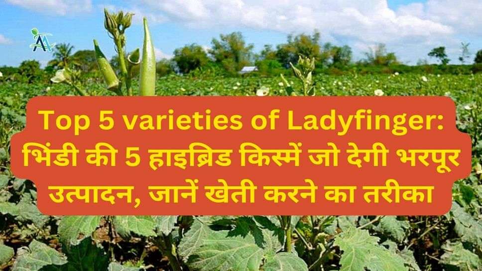 Top 5 varieties of Ladyfinger: भिंडी की 5 हाइब्रिड किस्में जो देगी भरपूर उत्पादन, जानें खेती करने का तरीका
