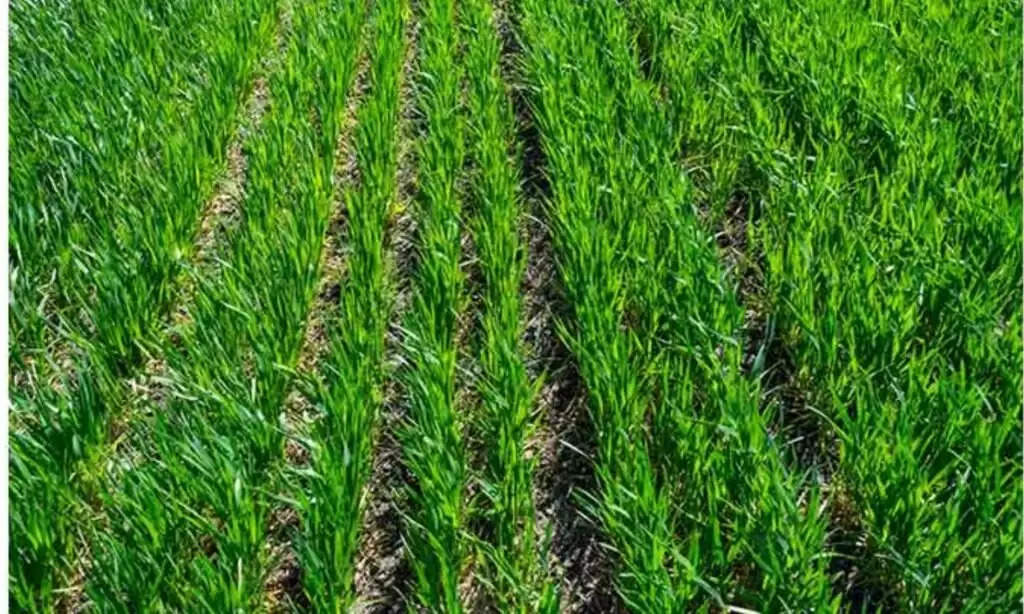 Increasing Wheat Stalks: गेहूं की बढ़वार (बूटा मारना) चाहते हैं तो अपनायें ये तरीका, होगा गजब का लाभ