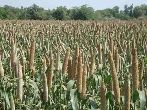 Millet Cultivation: बाजरे ने की गेहूं की बराबरी, क्या और बढ़ेंगे रेट?