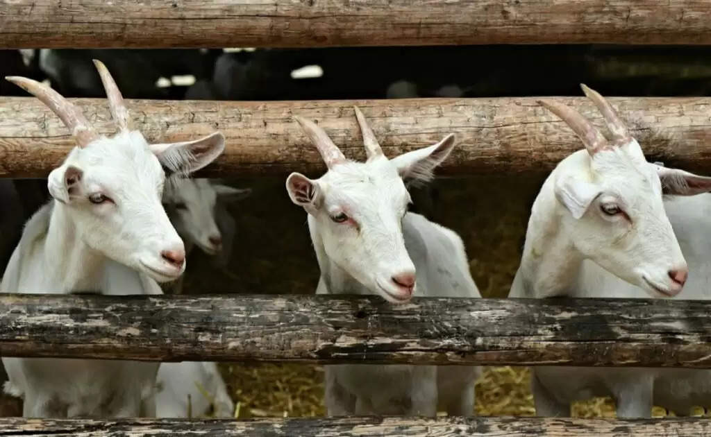 Goat Farming: अपनी भेड़-बकरी और छोटे मैमनों को ठंड से बचाएगा CIRG का खास घर, जानें कैसे करें इसे तैयार