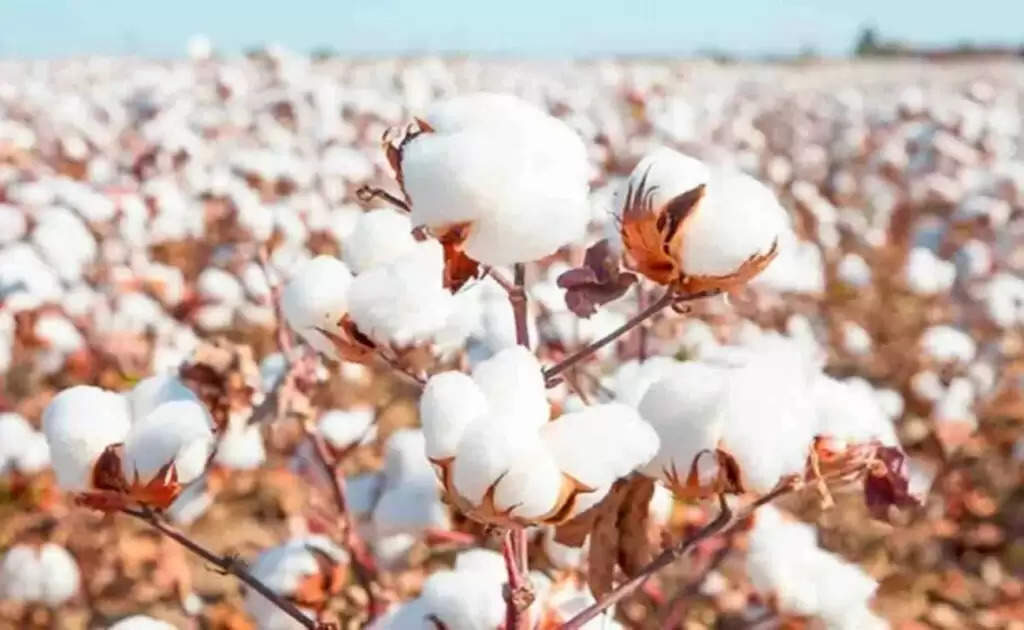 Cotton Farming: कपास की खेती में कौन सी डाले खाद, जानें कौन सा उर्वरक सबसे बेहतर