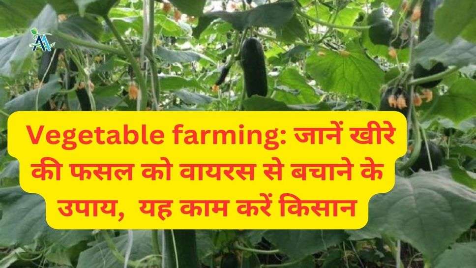 Vegetable farming: जानें खीरे की फसल को वायरस से बचाने के उपाय,  यह काम करें किसान
