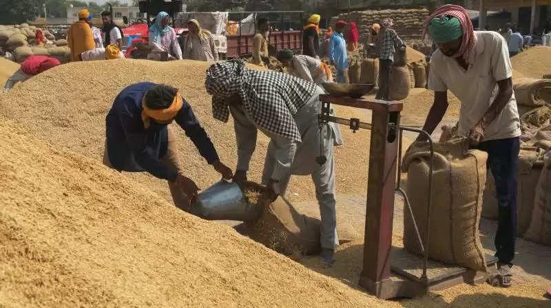 Paddy Mandi Bhav 15 March 2024: धान के भाव में तेजी हुई शुरू, जानें देश की विभिन्न मंडियों में धान के भाव