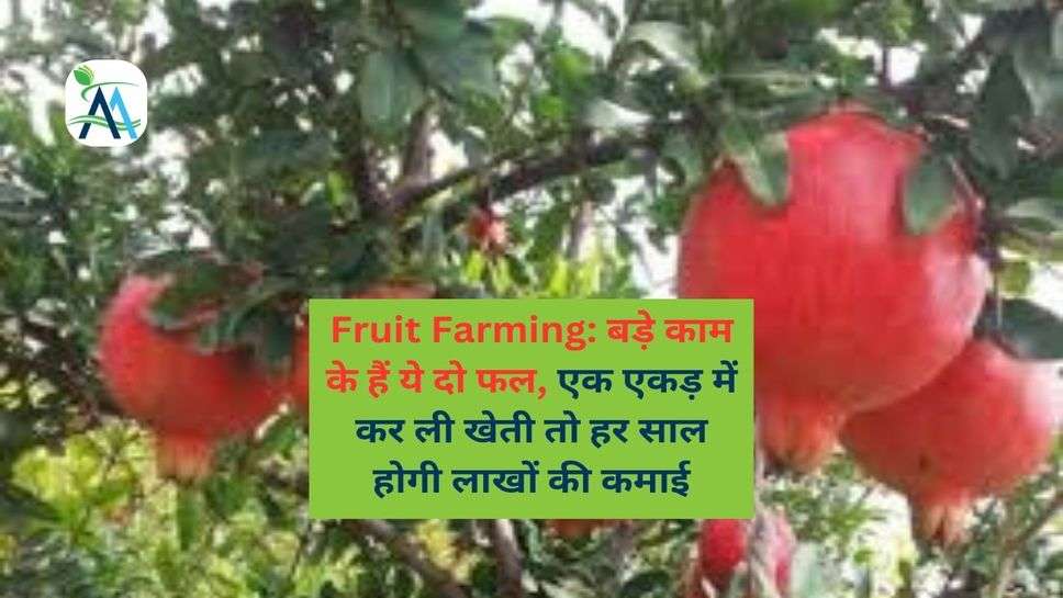 Fruit Farming: बड़े काम के हैं ये दो फल, एक एकड़ में कर ली खेती तो हर साल होगी लाखों की कमाई