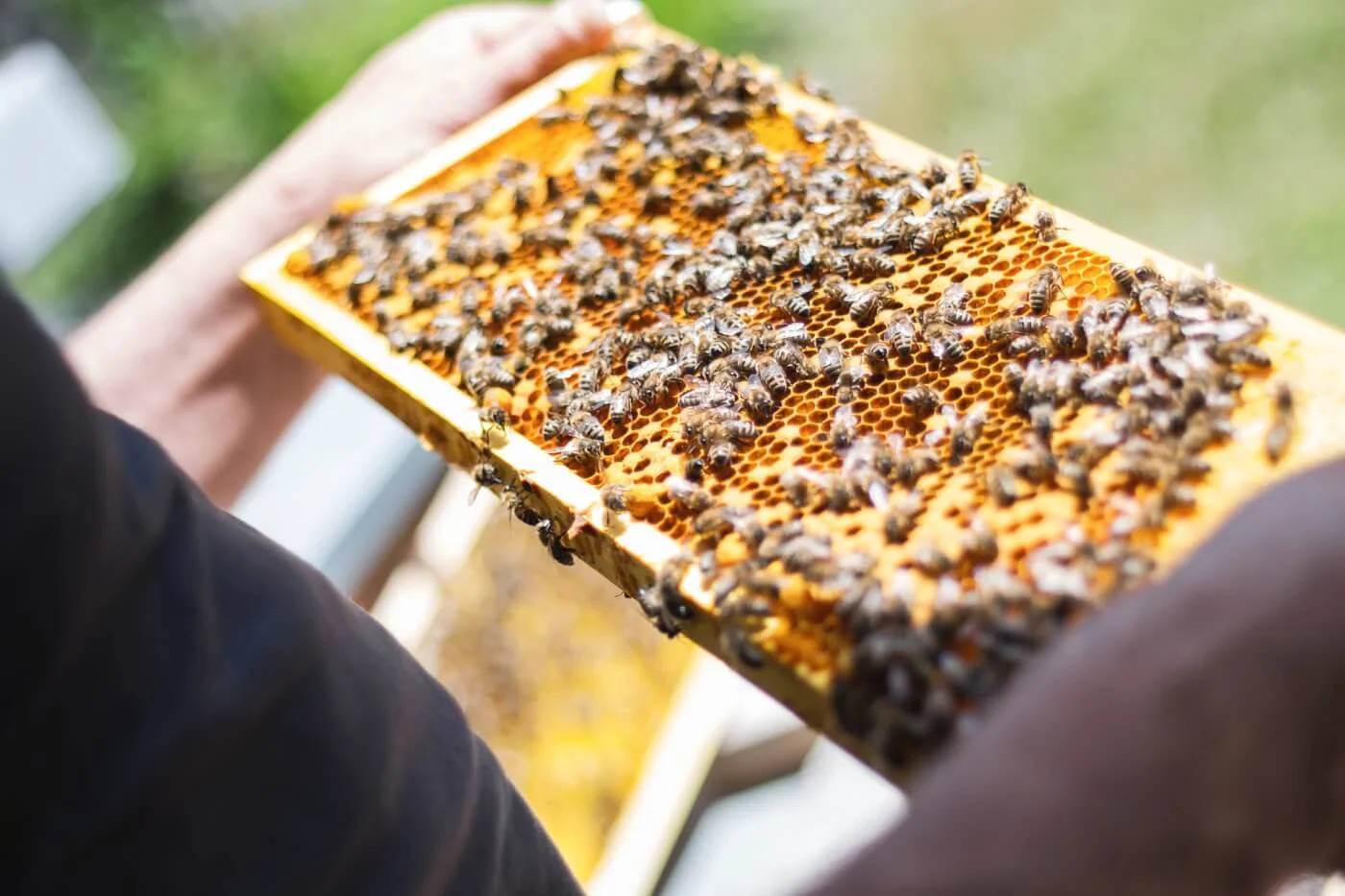 Subsidy bee keeping: मधुमक्खी पालन में  90 प्रतिशत सब्सिडी दे रही ये सरकार, जल्द करें आवेदन