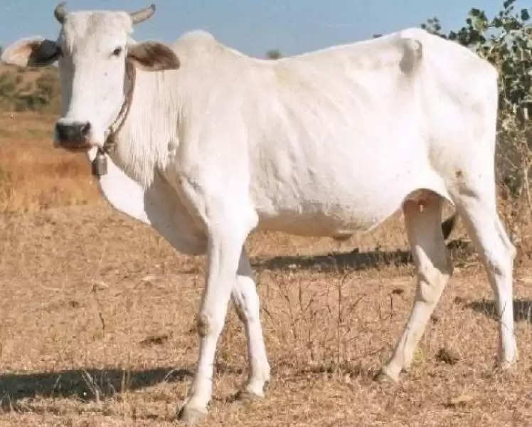 43 Indigenous Breeds of Cow: जानें भारत में पाई जाने वाली गायों की सभी नस्लों के बारे में