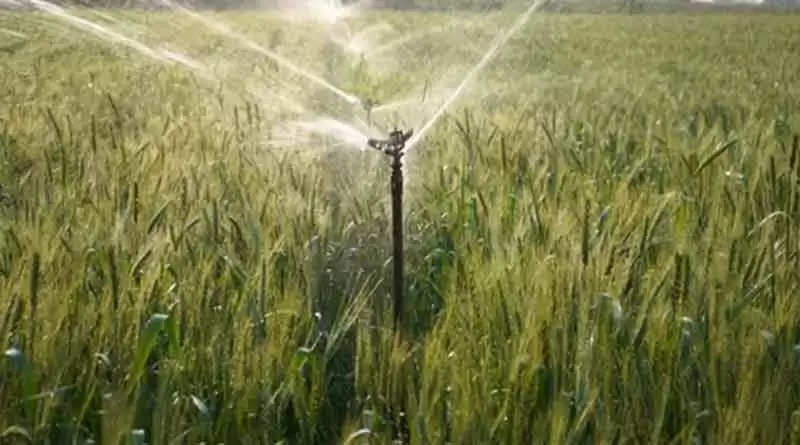 wheat irrigation: गेहूं में करें चार से छह सिंचाई, जानें कब-कब देना होता है  पानी