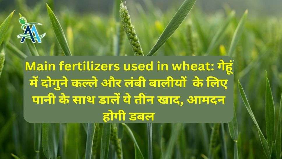 Main fertilizers used in wheat: गेहूं में दोगुने कल्ले और लंबी बालीयों  के लिए पानी के साथ डालें ये तीन खाद, आमदन होगी डबल