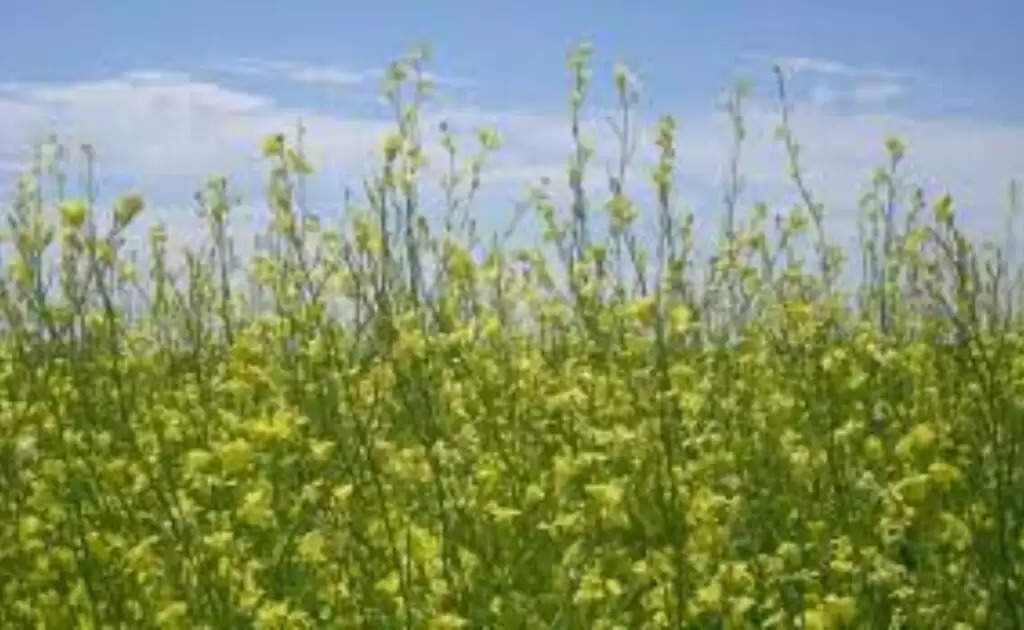 Mustard Farming: सरसों की खेती में ऐसा क्या करें, जिससे दोगुना मिले फायदा