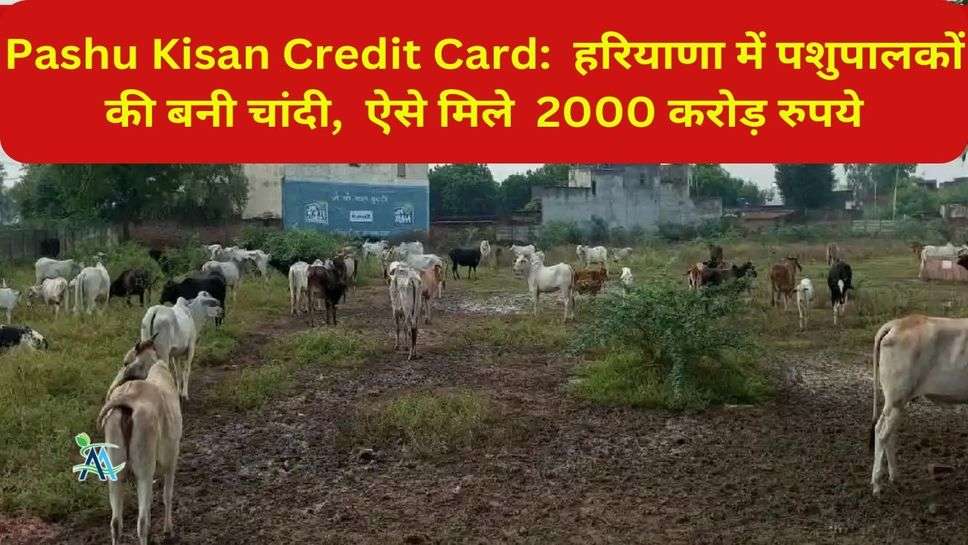 Pashu Kisan Credit Card:  हरियाणा में पशुपालकों की बनी चांदी,  ऐसे मिले  2000 करोड़ रुपये