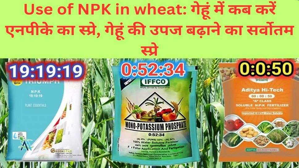 Use of NPK in wheat: गेहूं में कब करें एनपीके का स्प्रे, गेहूं की उपज बढ़ाने का सर्वोतम स्प्रे