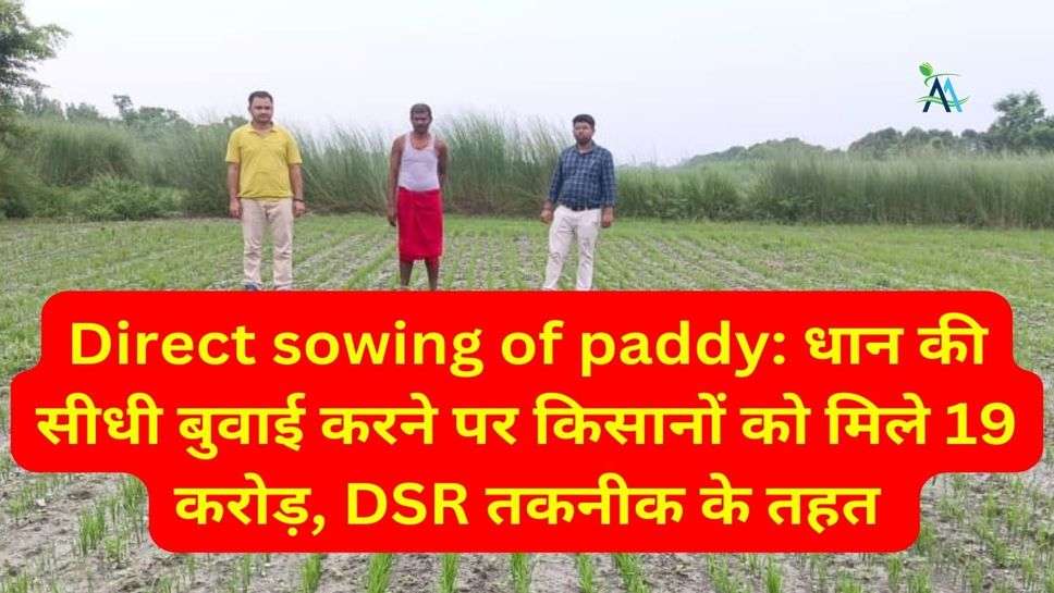 Direct sowing of paddy: धान की सीधी बुवाई करने पर किसानों को मिले 19 करोड़, DSR तकनीक के तहत