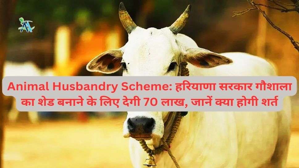 Animal Husbandry Scheme: हरियाणा सरकार गौशाला का शेड बनाने के लिए देगी 70 लाख, जानें क्या होगी शर्त