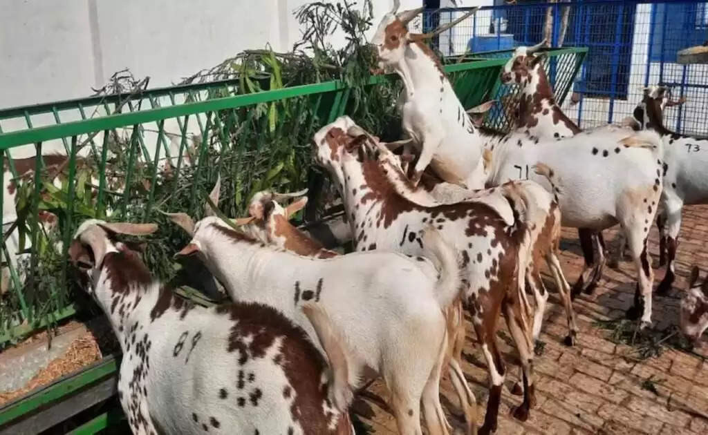 Goat Farming: बकरी की मेंगनी से होती है हर महीने 8 से 10 हजार रुपये की आमदनी, जानें कैसे