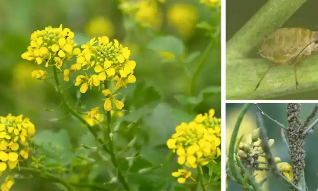 Identification hopper disease mustard: सरसों में माहू कीट का जल्द से जल्द करें समाधान, वरना फलियां बनते समय होगी दिक्कत