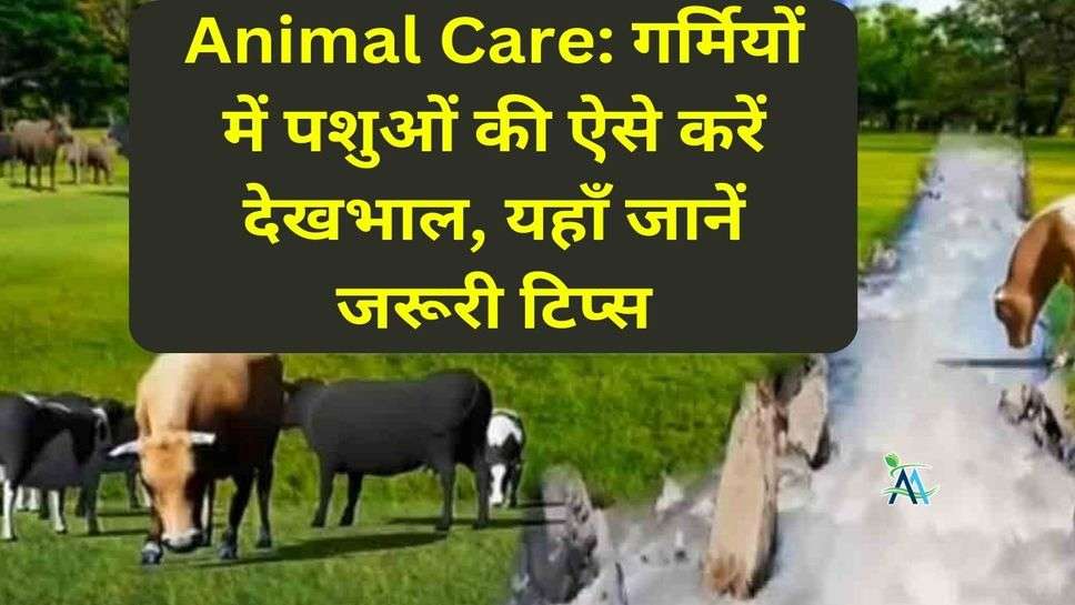 Animal Care: गर्मियों में पशुओं की ऐसे करें देखभाल, यहाँ जानें जरूरी टिप्स