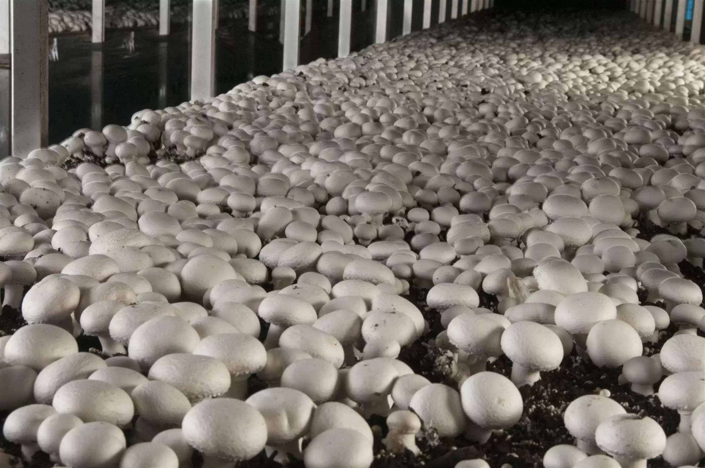 Mushroom Farming: पढ़ें मशरूम की खेती की शुरुआत से लेकर बाजार तक पहुंचाने तक की पूरी जानकारी