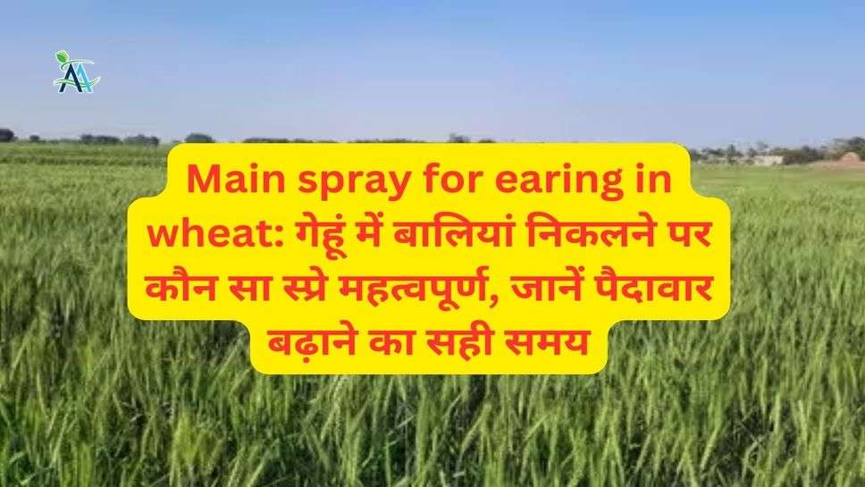 Main spray for earing in wheat: गेहूं में बालियां निकलने पर कौन सा स्प्रे महत्वपूर्ण, जानें पैदावार बढ़ाने का सही समय