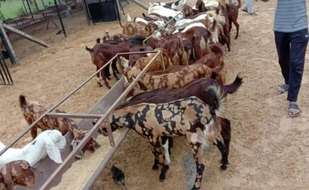 Goat Farming: बकरी की मेंगनी से होती है हर महीने 8 से 10 हजार रुपये की आमदनी, जानें कैसे