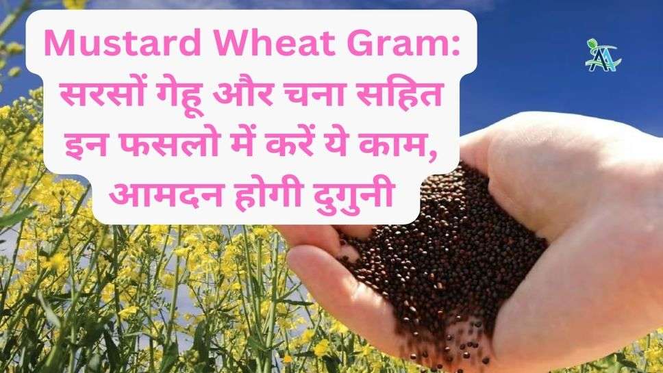 Mustard Wheat Gram: सरसों गेहू और चना सहित इन फसलो में करें ये काम, आमदन होगी दुगुनी