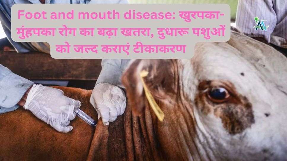Foot and mouth disease: खुरपका-मुंहपका रोग का बढ़ा खतरा, दुधारू पशुओं को जल्द कराएं टीकाकरण
