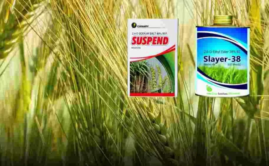 cheap spray in wheat: गेहूं में सबसे ताकतवर स्प्रे, कृषि वैज्ञानिक ने बताई महत्पूर्ण बातें