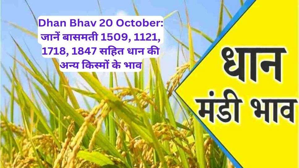 Dhan Bhav 20 October: जानें बासमती 1509, 1121, 1718, 1847 सहित धान की अन्य किस्मों के भाव
