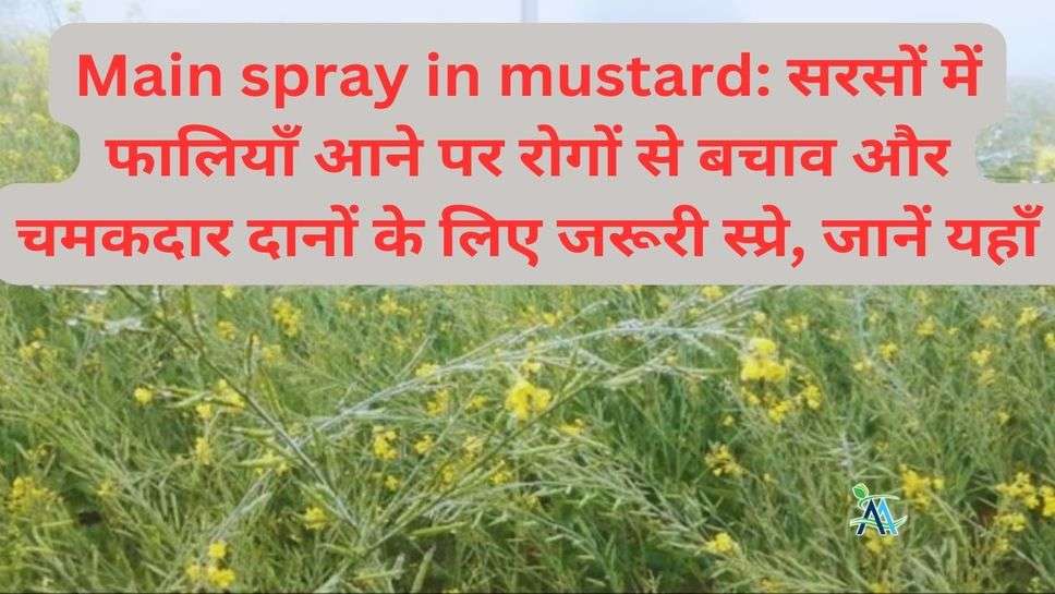 Main spray in mustard: सरसों में फालियाँ आने पर रोगों से बचाव और चमकदार दानों के लिए जरूरी स्प्रे, जानें यहाँ