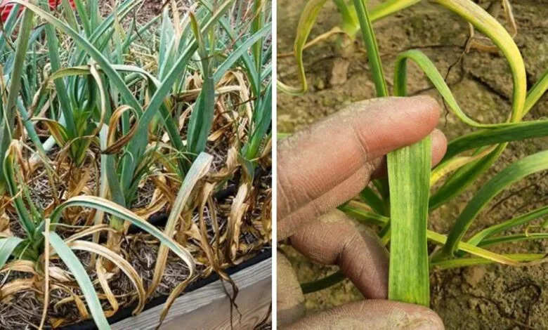 Onion Crop: प्याज-लहसुन की पत्तियां का पीलापन हटाने के लिए करें यह उपाय,  बंपर होगी पैदावार