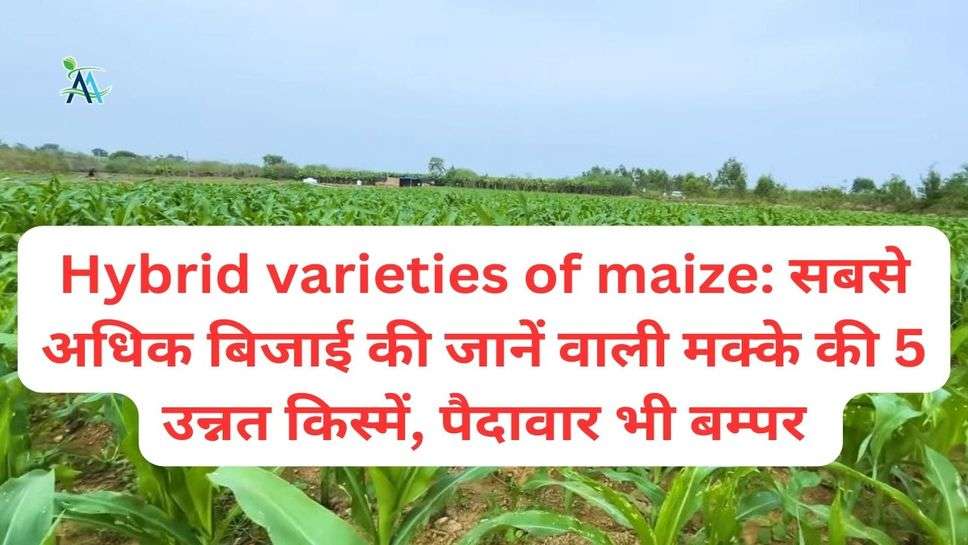 Hybrid varieties of maize: सबसे अधिक बिजाई की जानें वाली मक्के की 5 उन्नत किस्में, पैदावार भी बम्पर