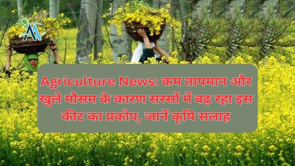 Agriculture News: कम तापमान और खुले मौसम के कारण सरसों में बढ़ रहा इस कीट का प्रकोप, जानें कृषि सलाह