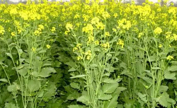 Mustard Crop Acreage: सरसों  के तेल की महंगाई से मिलने वाली है राहत, सरसों के रकबे पर आया बड़ा बयान