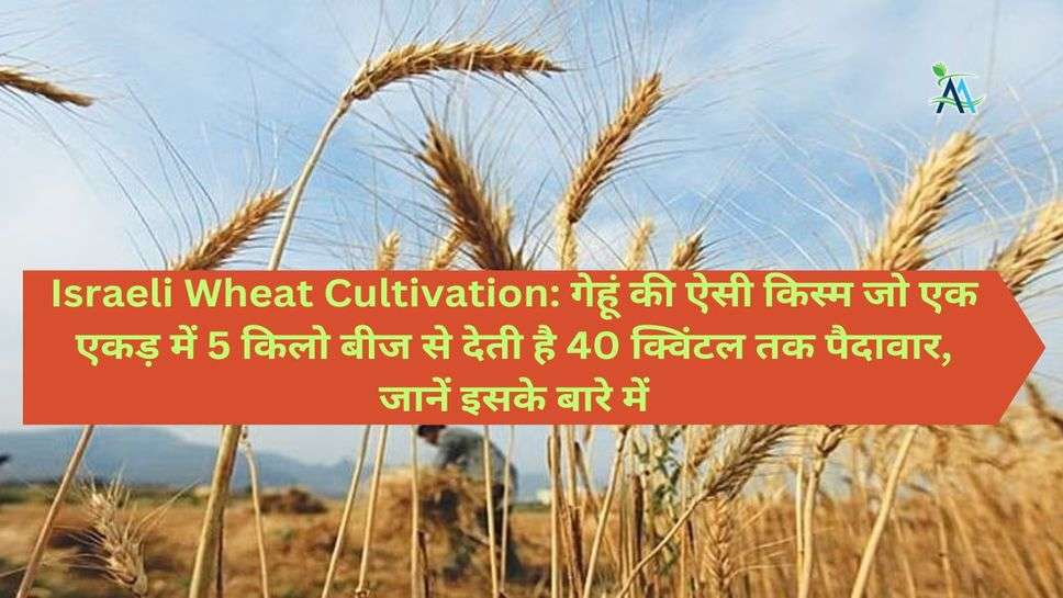 Israeli Wheat Cultivation: गेहूं की ऐसी किस्म जो एक एकड़ में 5 किलो बीज से देती है 40 क्विंटल तक पैदावार, जानें इसके बारे में