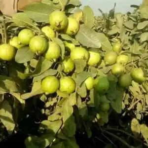 हरियाणा सरकार की तरफ से अमरूद के कलमी पौधों की बुकिंग शुरू, एक बार लगाएं और 30 साल तक कमाएं