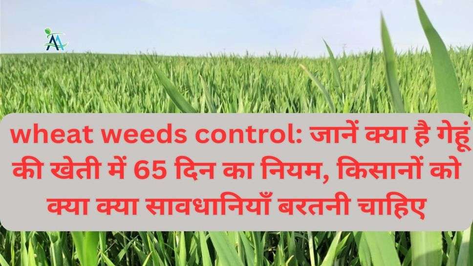 wheat weeds control: जानें क्या है गेहूं की खेती में 65 दिन का नियम, किसानों को क्या क्या सावधानियाँ बरतनी चाहिए