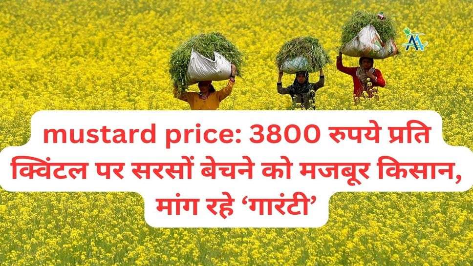mustard price: 3800 रुपये प्रति क्विंटल पर सरसों बेचने को मजबूर किसान, मांग रहे ‘गारंटी’