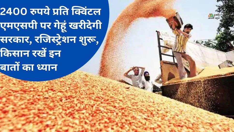 Wheat MSP Price 2024-25: 2400 रुपये प्रति क्विंटल एमएसपी पर गेहूं खरीदेगी सरकार, किसान रखें इन बातों का ध्यान
