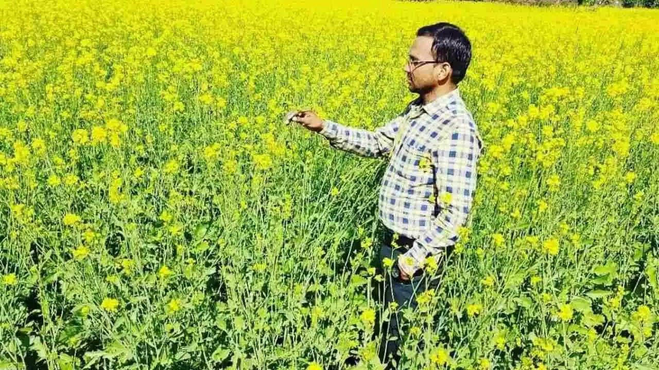 Mustard cultivation: उन्नत कृषि क्रियाएं अपनाकर सरसों की पैदावार को बढ़ायें, किसानों को दी खास सलाह