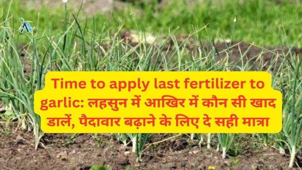 Time to apply last fertilizer to garlic: लहसुन में आखिर में कौन सी खाद डालें, पैदावार बढ़ाने के लिए दे सही मात्रा