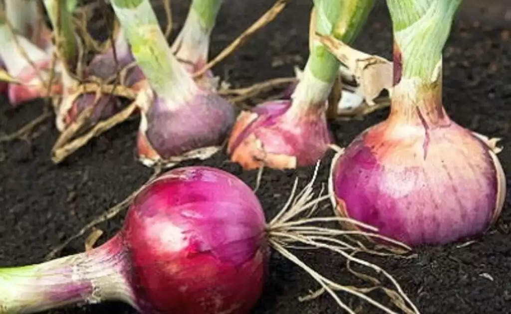 Disease Of Onion: प्याज की फसल में कब रोक दें पानी लगाना, साथ ही कीटों से बचाव का उपाय भी जानें