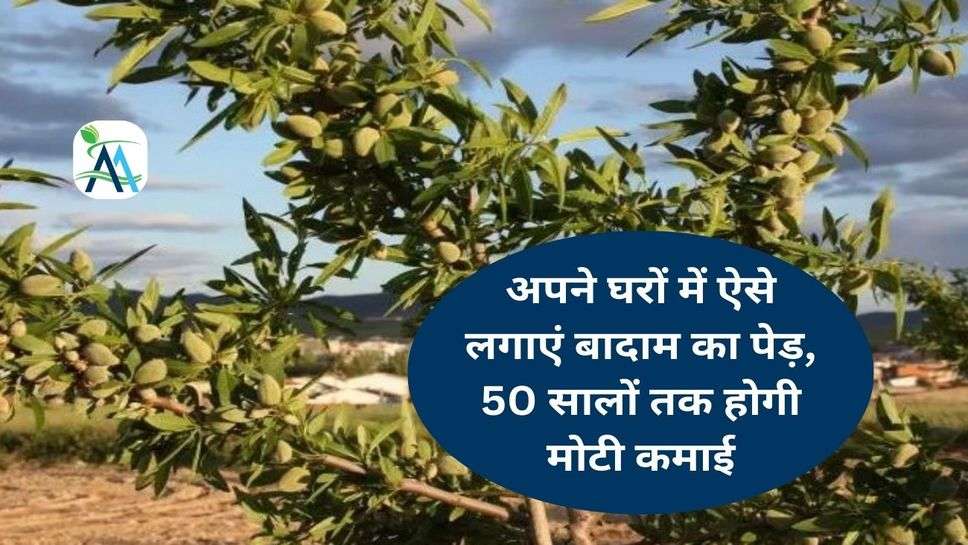 अपने घरों में ऐसे लगाएं बादाम का पेड़, 50 सालों तक होगी मोटी कमाई