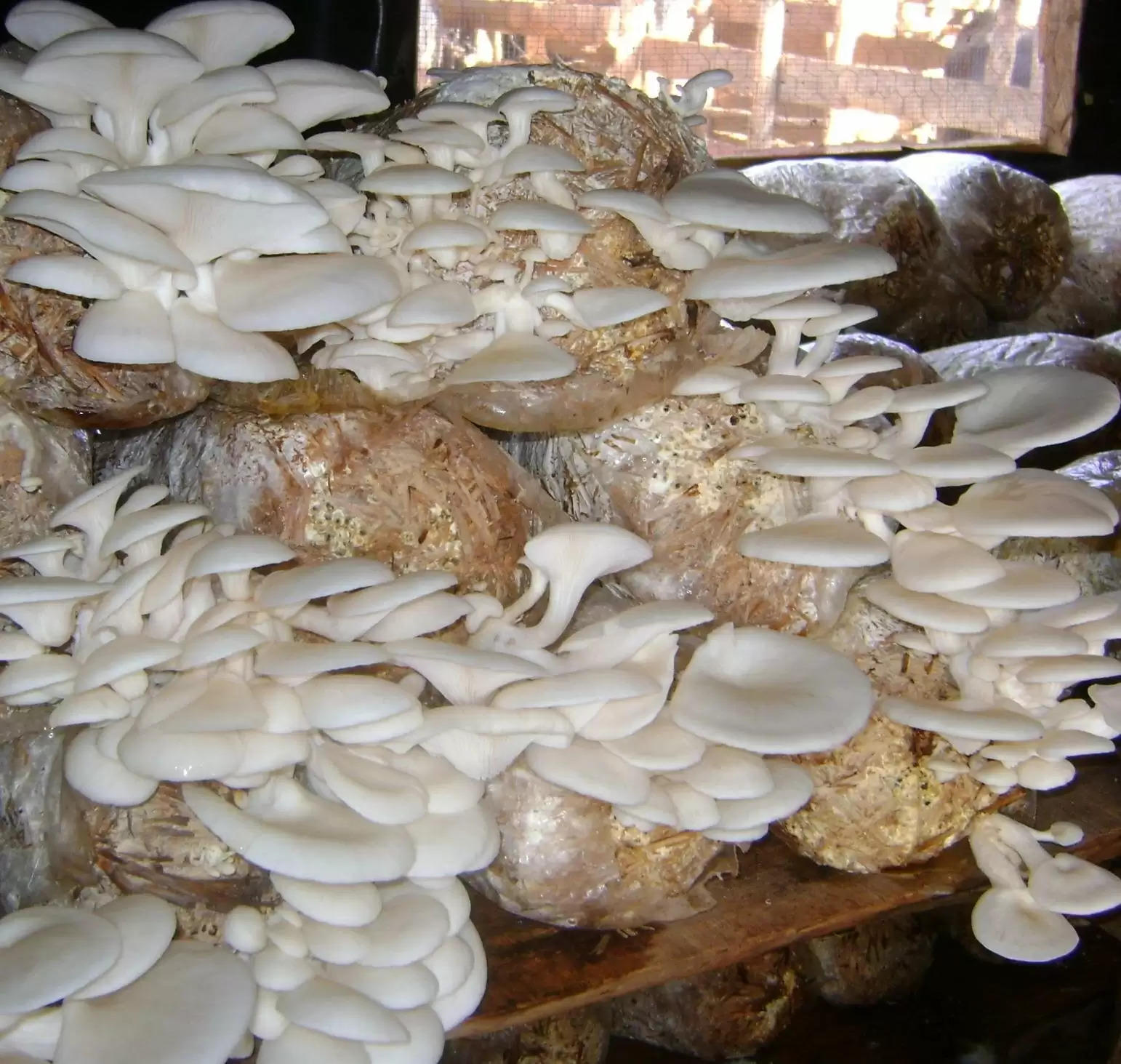 Mushroom Farming: पढ़ें मशरूम की खेती की शुरुआत से लेकर बाजार तक पहुंचाने तक की पूरी जानकारी