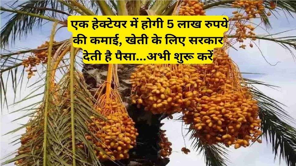 Date Palm Cultivation: एक हेक्टेयर में होगी 5 लाख रुपये की कमाई, खेती के लिए सरकार देती है पैसा...अभी शुरू करें
